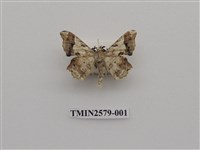 藏品(尺蛾89)的圖片